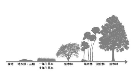 陽樹林 陰樹林|植物群集が極相へと変化する「植生遷移」について｜のうぎょう 